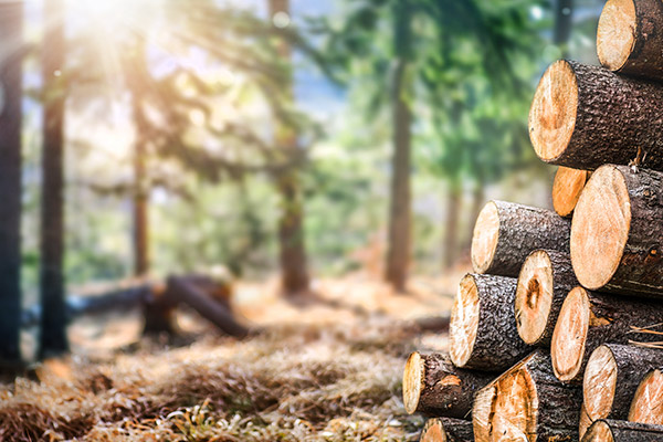 a pile of logs in the forest